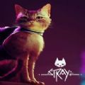 stray迷途猫手游下载官方正版 v1.0