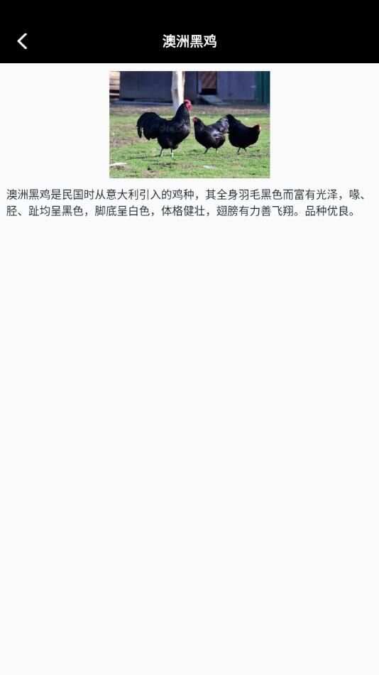 小鸡养殖模拟器app最新版官方下载图片1