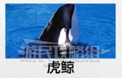 如龙8外传夏威夷海盗全部资格考试答案汇总 大海原证书考试答案大全图片5