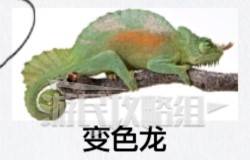 如龙8外传夏威夷海盗全部资格考试答案汇总 大海原证书考试答案大全图片58