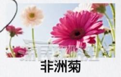 如龙8外传夏威夷海盗全部资格考试答案汇总 大海原证书考试答案大全图片60