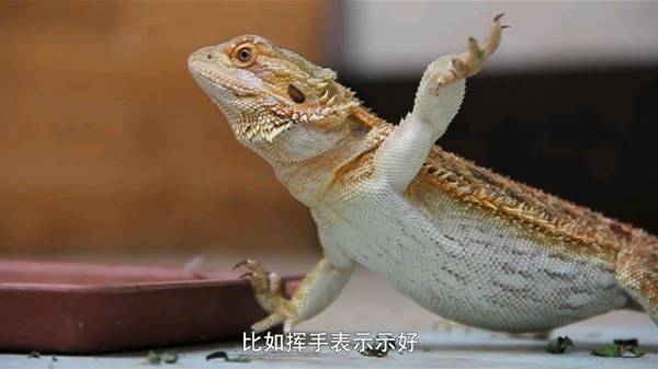 怪物猎人荒野生物有哪些  所有环境生物大全图片18