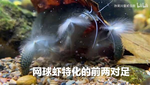 怪物猎人荒野生物有哪些  所有环境生物大全图片35