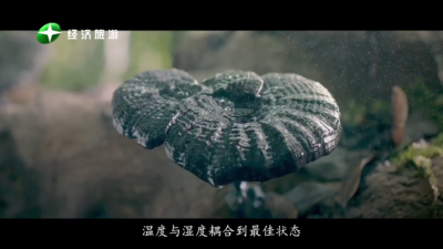 随风电视tv版图3